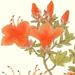 Sadamoto Makino Galleries